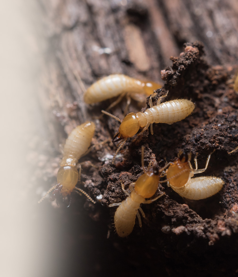 termite infestations requiring quality service