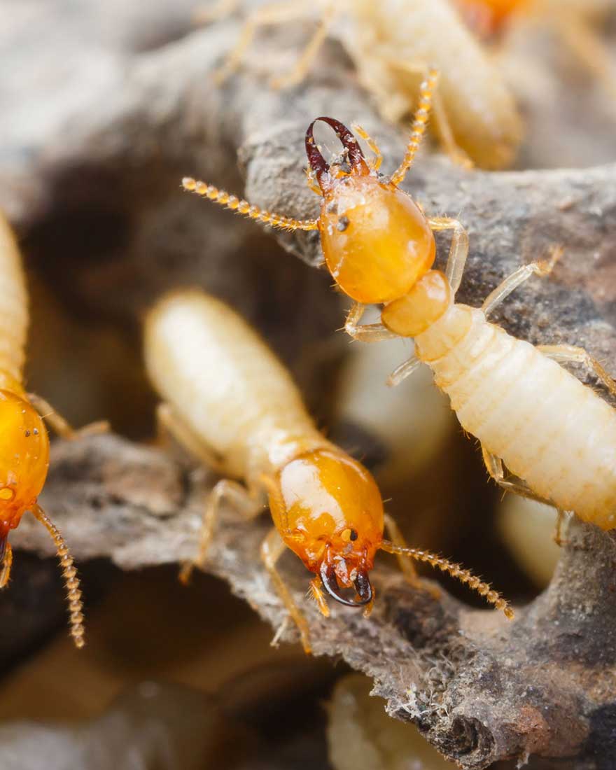 worker termites in empire pest control