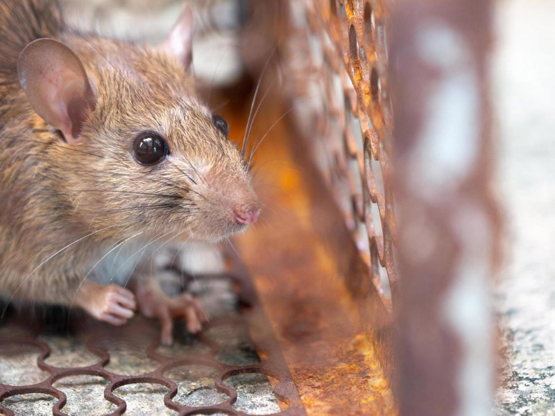 6 Structural Secrets to a Rat-Proof Home in Johor Bahru