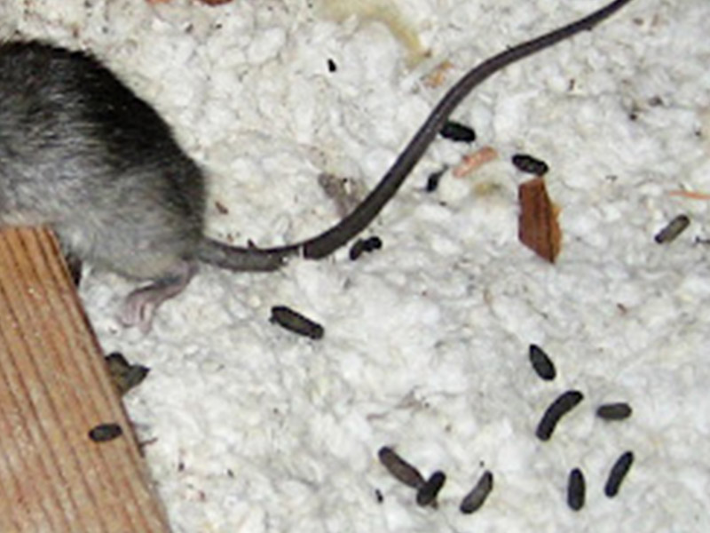 6 Signs of Rat Infestation in Johor Bahru Homes