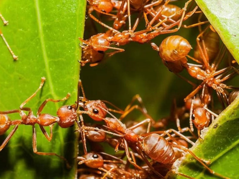 5 Signs You Have a Garden Ant Infestation